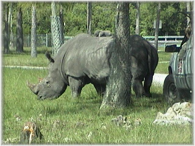 WHITE RHINOCEROS 0230